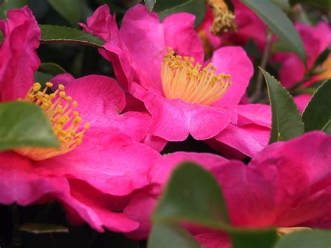 How Do You Take Care Of A Camellia Bush The Garden Of Eaden