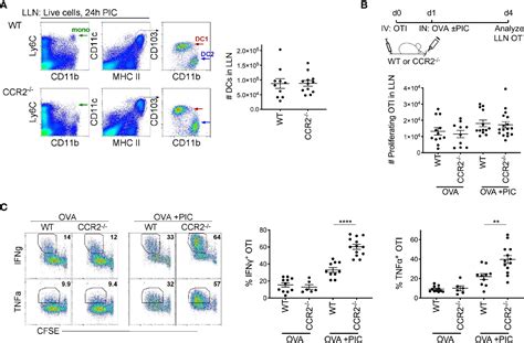 Frontiers Ln Monocytes Limit Dc Poly I C Induced Cytotoxic T Cell Response Via Il And
