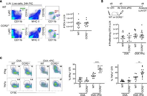 Frontiers LN Monocytes Limit DC Poly I C Induced Cytotoxic T Cell Response Via IL And