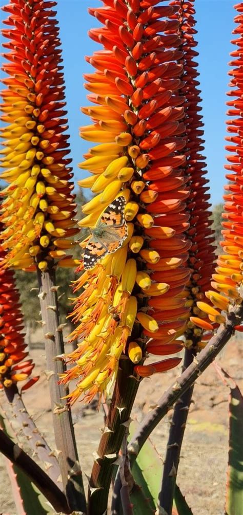 Aloe Hybrid In Flower Johans Hybrids Vaal Retreat July 2019