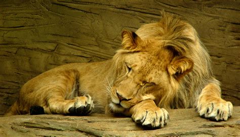 Filesleeping Lion Wikimedia Commons