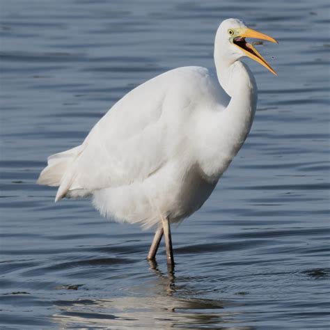 Gower Wildlife Great White Egret