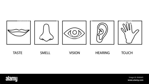 Icon Set Of Five Human Senses Vision Eye Smell Nose Hearing Ear Touch Hand Taste