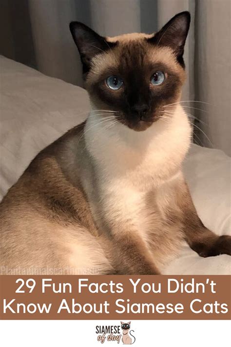 29 Fun Facts You Didnt Know About Siamese Cats Siamese Cats Siamese Dream Siamese