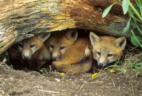 How To Identify Different Species From Animal Burrows And Holes