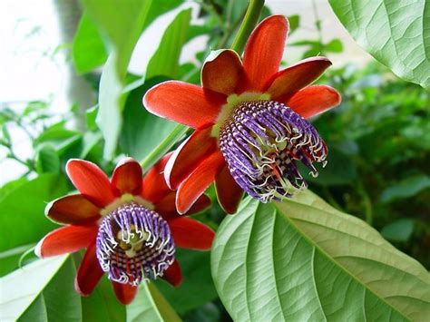 Passion Flowers Passion Flower Flowers Evergreen Vines