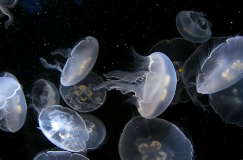 25 Incredible Jellyfish Facts For Kids