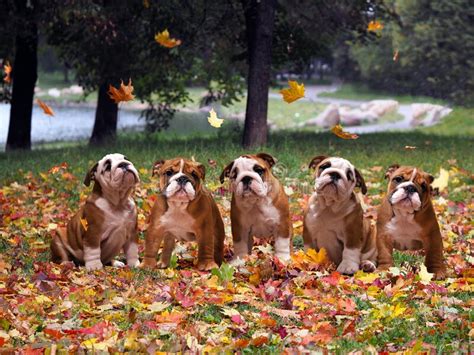 Dogs In Autumn Park Lots Of Cute English Bulldog Puppies Autumn Fall