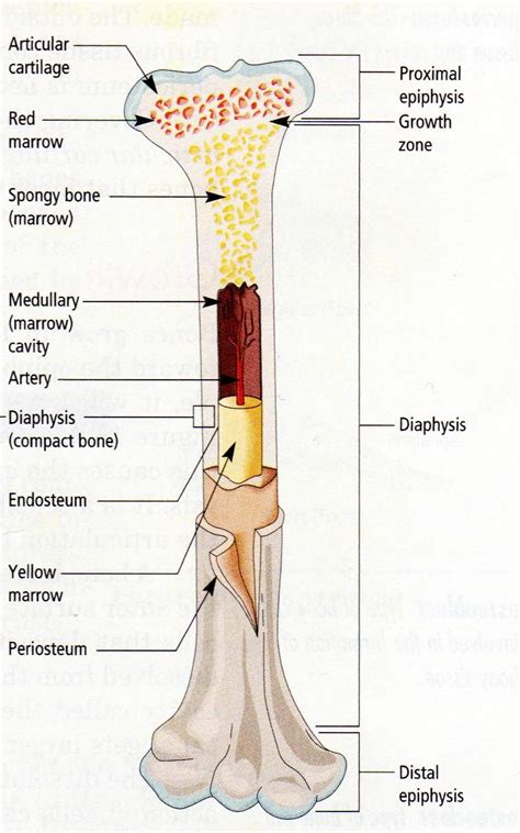 Your leg bones are the longest and strongest bones in your body. Cross Section Of A Long Bone Tchs Sports Medicine Rop ...