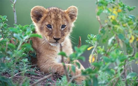 Wallpaper Cute Little Lion In Green Bushes 1920x1200 Hd Picture Image