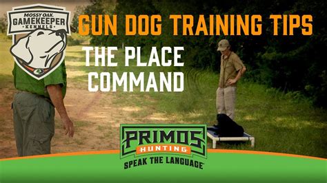 Gun Dog Training Tips The Place Command Youtube