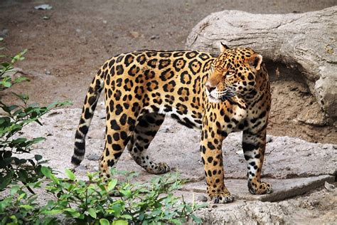 Fascinating Facts About Costa Ricas Kings Of The Wild Jaguars