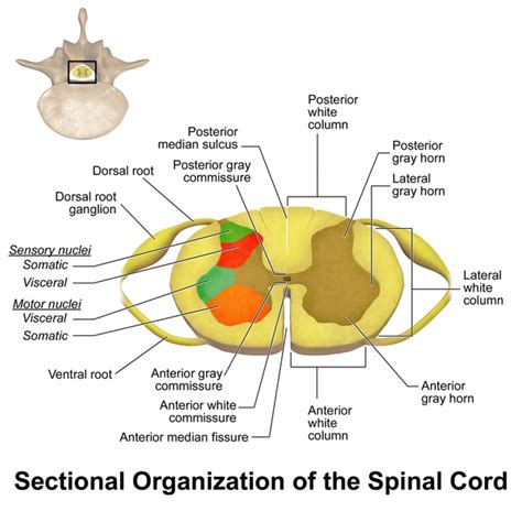 Difference Between Brainstem And Spinal Cord Definition Components