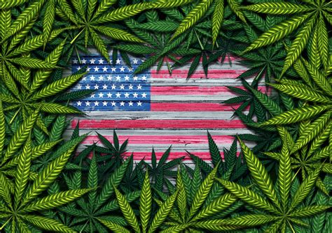 Weekly Cannabis Stock News New York Gets High On Weed Again The