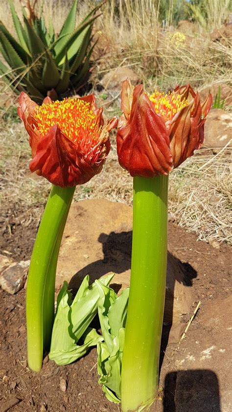 Пин на доске Bulb Plants Of South Africa