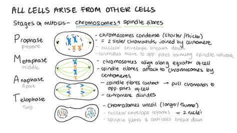 The Cell Cycle Mitosis Cancer Mitotic Index Practical Binary