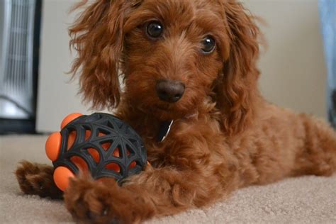 Doxiepoo Dog Breed Health Temperament Training Feeding And Puppies