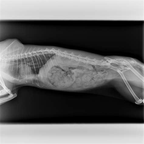 Health X Ray Of My Cat Shows Strange Rib Shape Pets Stack Exchange
