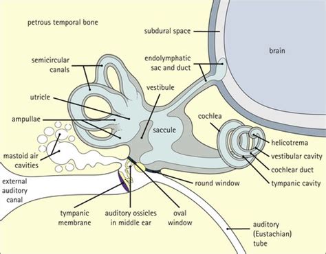 The middle ear is the part of the ear between the eardrum and the oval window. Special Senses | Basicmedical Key