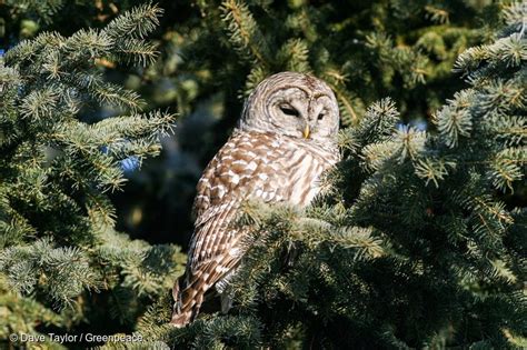 16 Adorable Reasons To Protect Canadas Boreal Forest Greenpeace Usa