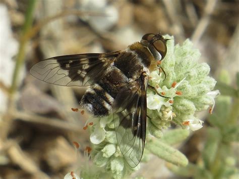 Thyridanthrax Cf Perspicillaris Bombyliidae Bee Flies Flickr