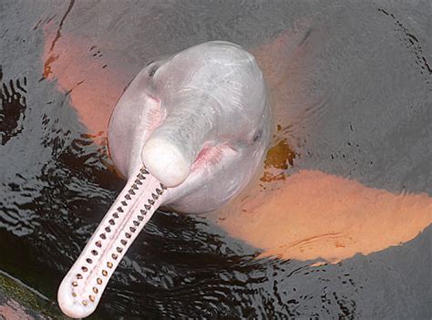 Pink Amazon River Dolphin Animal Pictures And Facts