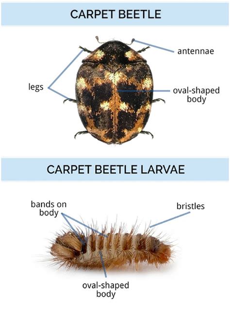 Carpet Beetle Control And Treatments Maidstone