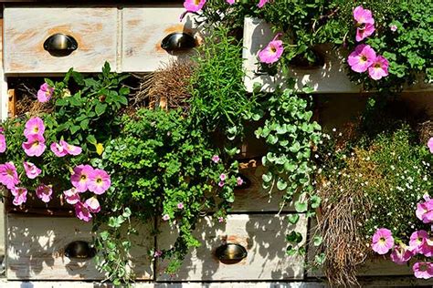 Füllen wir die löcher in unseren beeten mit schönen neuen pflanzen Meine kleine Blumenoase - bauen.com