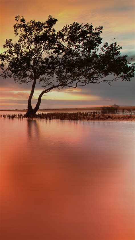 Escape From Reality Mangroves At Sunset Darwin Australia Windows