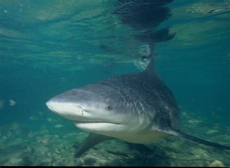 Its a list of the scariest, most terrifying horror movies to find. 10 of the World's Scariest Sharks - What on Earth?