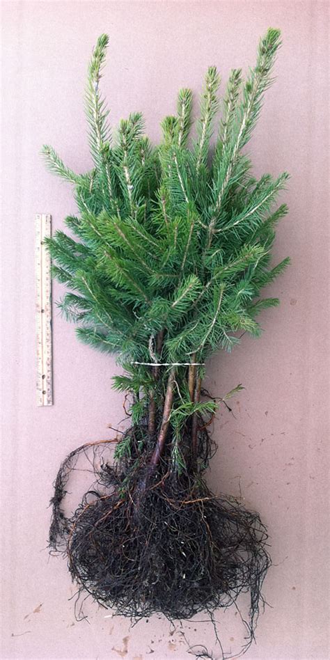 Colorado Blue Spruce Transplants Evergreen Seedlings For Sale