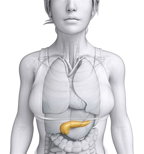 Start studying female body parts. Female body parts of the pancreas free download