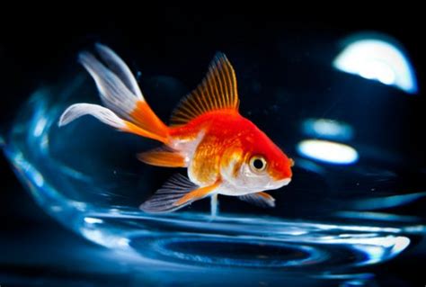 Scientists Uncover How Goldfish Produces Alcohol As A Way Of Surviving