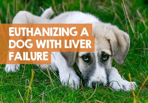 When To Euthanize A Dog With Liver Failure What I Learned