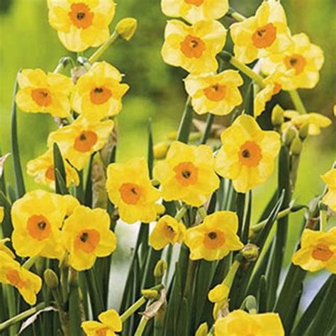 Fiori gialli piccoli simili ai narcisi : Come scegliere e coltivare i Narcisi: scopri quante varietà! - Sementi Dotto