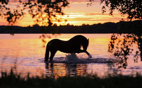 Black Horse Bathing In Sunset River Photograph By Ekaterina Druz Pixels