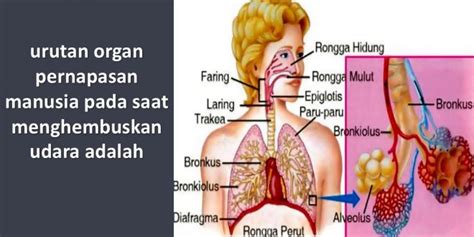 Urutan Jalannya Udara Pada Sistem Pernapasan Manusia Proses Imagesee