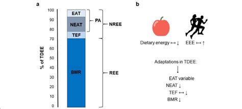 Components Of Total Daily Energy Expenditure And Adaptions To Low
