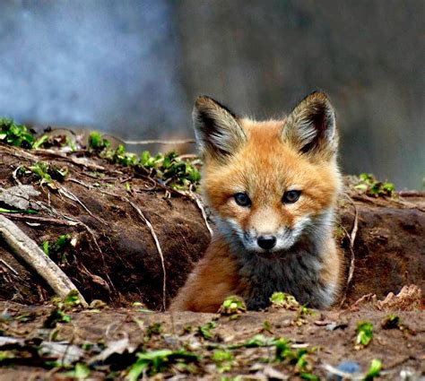 Cute Baby Red Fox 🦊 Raww