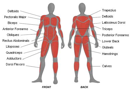 Back muscle diagram human body, back muscle diagram pain, back muscle groups diagram, back muscle workout diagram, lower back muscle chart, human muscles, back muscle diagram human body, back muscle diagram pain. Health and Fitness | Body by Wright Blog | Page 3