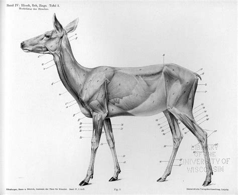 Deer Muscle Anatomy Deer Muscle Anatomy Human Anatomy Diagram Deer