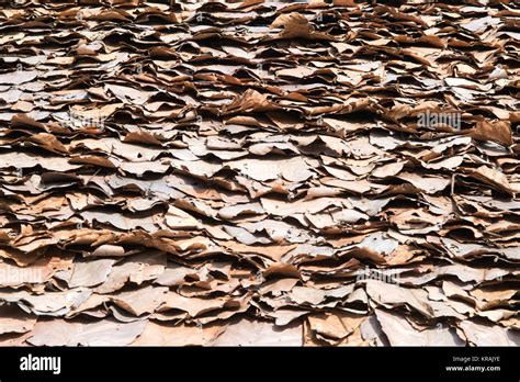 Texture And Background Of Vintage Roof Made With Dry Teak Leaf In