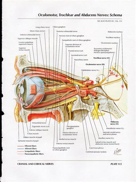 Netter Head And Neck Anatomy Gallery Album On Imgur Human Body