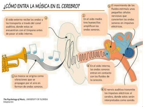Efectos Que Causa La Musica En El Cerebro De Los Niños Mejorar