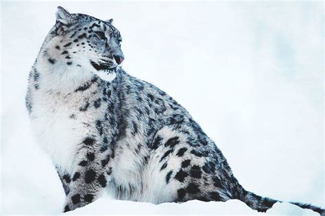 ¿dónde Vive El Leopardo De Las Nieves