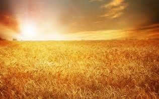 Wallpaper Beautiful Wheat Field Golden Sunset 3840x2160 Uhd 4k