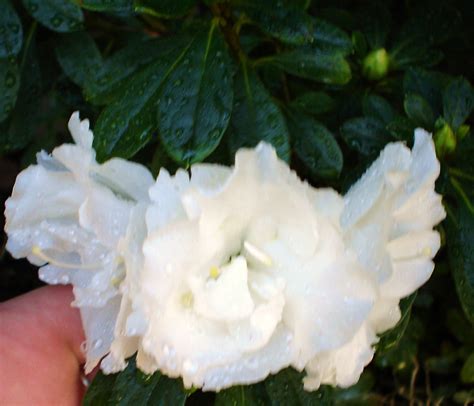 White Azaleas Flowers Photo 2544094 Fanpop