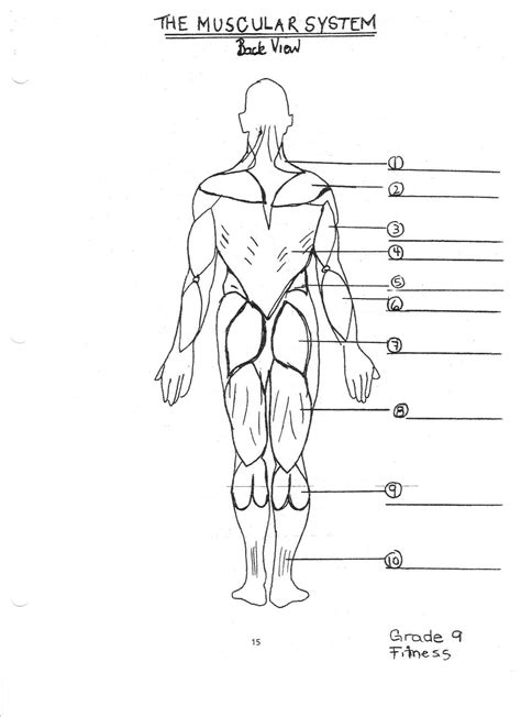 Muscles Unlabeled Posterior Muscular Physiology Labeled Labeling