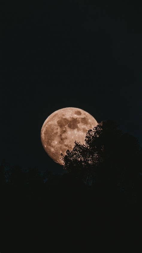 Download Wallpaper 1080x1920 Moon Full Moon Trees Night Samsung