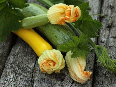 How To Grow Courgettes Summer Squash Fruit And Veg Gardening Tips Celery Zucchini Growing